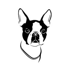 a black and white boston terrier dog head