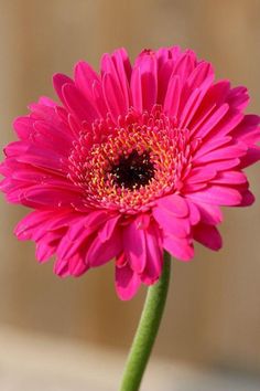 a pink flower that is in a vase