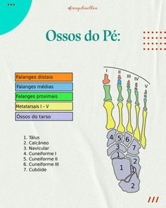 the diagram shows how many different types of bones are arranged in order to be labeled