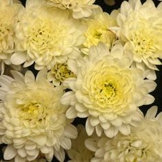 a bunch of white flowers with yellow centers