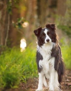 a black and white dog standing in the woods