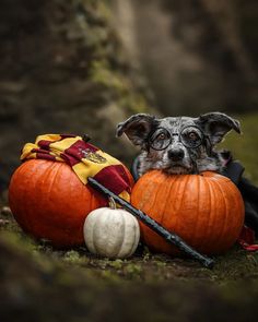 a small dog is sitting on the ground with two pumpkins in front of him