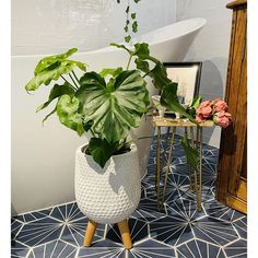 a potted plant sitting on top of a wooden table next to a bath tub