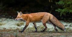 a red fox walking across a grass covered field