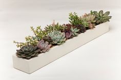 a white planter filled with lots of succulents