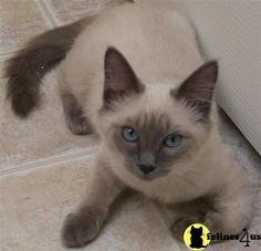 a siamese cat with blue eyes laying on the floor next to a door frame