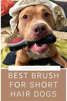 a dog with a hair brush in its mouth and the words best brush for short hair dogs