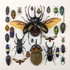 a group of different types of bugs on a white wall with black and yellow wings