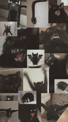 many different pictures of black cats with their mouths open and fangs out, all showing teeth