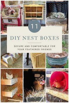 the cover of 11 diy nest boxes is shown with pictures of chickens in them