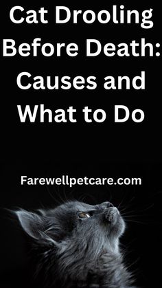 The famous quote “cats rule, dogs drool” is somewhat accurate in that cats drool lightly and not so often, unlike dogs, who’re drooling creatures of habit. Therefore, instances of hypersalivation, such as a cat drooling before death, can be a cause for concern for cat owners. A cat drooling before death can mean the organs Cat Drooling, Solve The Problem, Creature Of Habit, Cat Quotes, Medical Problems, Cat Care, Happy Cat, Cat Owners