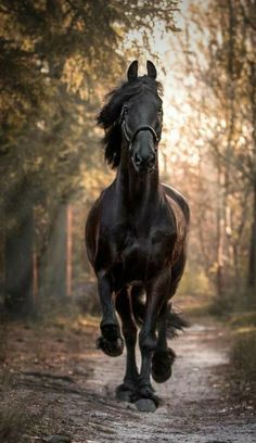 a black horse running down a dirt road in the middle of a wooded area with trees