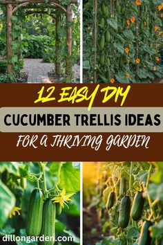 cucumber trelliss are growing in the garden with text overlay that reads 12 easy diy cucumber trelliss ideas for a thriving garden