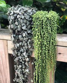 two different types of plants hanging on a fence