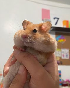 a hamster being held in someone's hand while they look at the camera