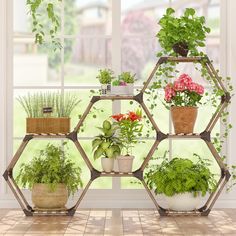 several potted plants are arranged on a hexagonal shelf in front of a window