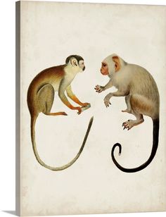 two monkeys playing with each other on a white background by corbi - art