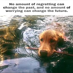 a dog is swimming in the water with a stick