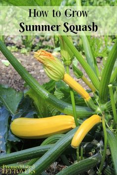 yellow squash growing in the garden with text overlay that reads how to grow summer squash