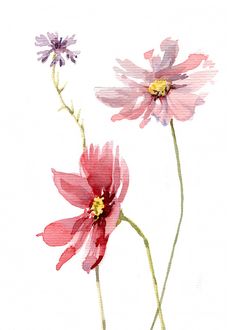 two pink and purple flowers are shown in this watercolor painting style image on white paper