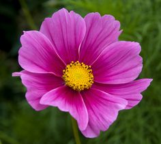 a pink flower with yellow center surrounded by green leaves