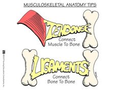 two bone labels with the names of different bones and bones on them, one for each bone