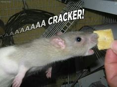 a rat eating a piece of cheese with the caption'aaaaaaa cracker '