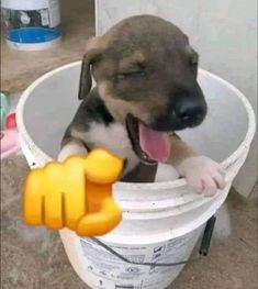 a brown and white dog sitting in a bucket holding a yellow object with it's mouth