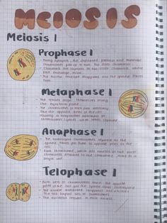 a notebook with instructions on how to use prophase and what to put in it