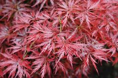 red leaves are shown in the foreground, and on the background is another plant