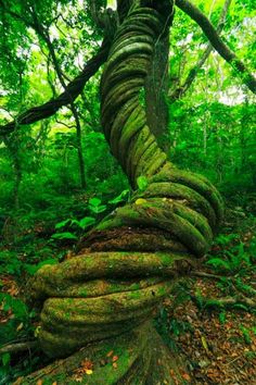 a twisted tree in the middle of a forest