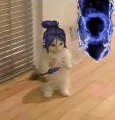 a small white cat standing on top of a hard wood floor next to a blue object