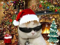 a white cat wearing sunglasses and a santa hat in front of a christmas tree with presents