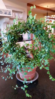 a potted plant sitting on top of a table