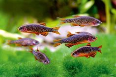 a group of fish swimming in an aquarium