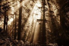 sunbeams shine through the trees in a dark, foggy forest on a sunny day