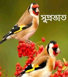 two birds perched on top of red berries