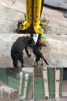 two dogs and one cat are standing on the sidewalk next to a fire hydrant