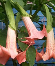 two pink flowers hanging from a green plant