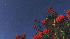 red roses are blooming on the side of a building with a blue sky in the background