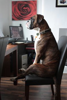 a brown and white dog sitting on top of a black chair in front of a computer desk