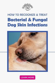 Dog skin infections may not be easy to recognize and they aren't all alike which can make them tough to handle. In this blog post by Squishface you'll learn 5 types of dog skin infections, how to know if they're a bacterial dog infection or fungal dog infection, symptoms, and some dog supplies that soothe and heal so your pup gets relief. Read now for these dog health tidbits and dog care tips! | pet advice