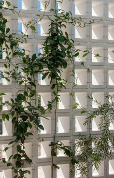 a plant in front of a white brick wall with sunlight coming through the window panes