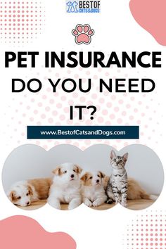 three puppies and a cat with the words pet insurance do you need it?