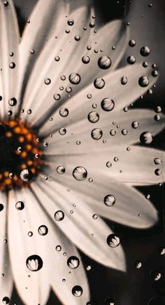 a white flower with drops of water on it