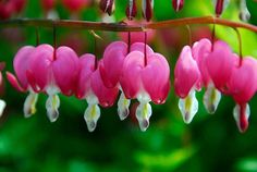 pink and white flowers hanging from a tree branch