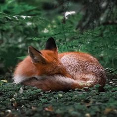 a red fox curled up sleeping in the woods