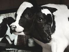 a black and white cow standing in front of a television screen with its mouth open