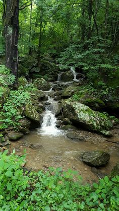 a stream running through a lush green forest filled with lots of rocks and greenery