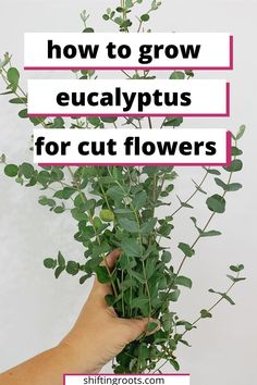 How To Harvest Eucalyptus, Growing Eucalyptus In A Pot, Growing Eucalyptus Outside, How To Grow Flowers For Bouquets, Harvesting Eucalyptus, Grow Eucalyptus, Growing Eucalyptus, Easy Flowers To Grow, Water Harvesting